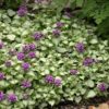 Lamium Maculatum Purple Dragon