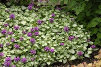 Lamium Maculatum Purple Dragon