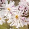 Magnolia stellata (star magnolia)