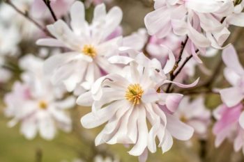 Magnolia stellata (star magnolia)