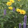 Garden Herbs and Flowers