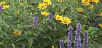 Garden Herbs and Flowers