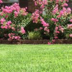 A well watered lawn