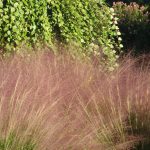 fall plants