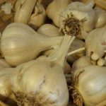 How to grow garlic