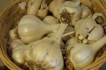 How to grow garlic