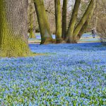 10 bulbs to plant in autumn