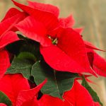 Red Poinsettias