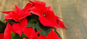 Red Poinsettias