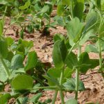Vegetable Garden Planted