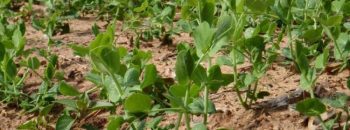 Vegetable Garden Planted