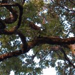 A Large Backyard Tree