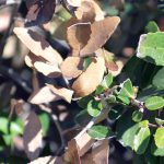 Plant with burned tips
