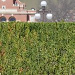 A shaped and trimmed hedge