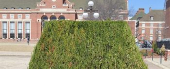 A shaped and trimmed hedge