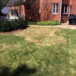 Why Isn't My Grass Green? 2