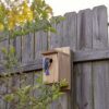 Male Bluebird in Birdhouse