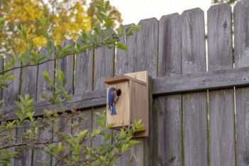 Male Bluebird in Birdhouse