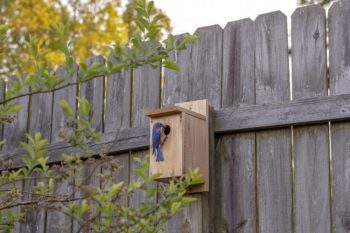 Male Bluebird in Birdhouse