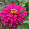 Zinnia Flower