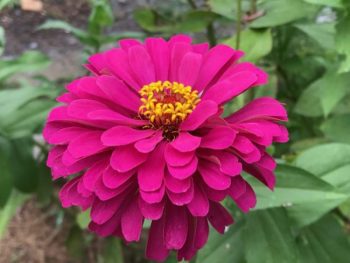 Zinnia Flower