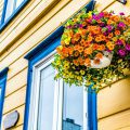 Calibrachoa plant hanging on yellow house