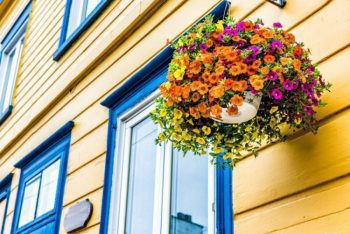 Calibrachoa plant hanging on yellow house