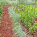 vegetable garden