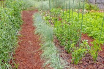 vegetable garden