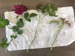 3 roses sitting on top of white towel