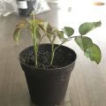 Plants inside dirt filled pot