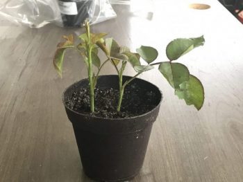 Plants inside dirt filled pot