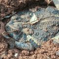 Large Toad