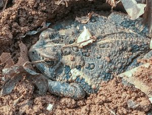 Large Toad