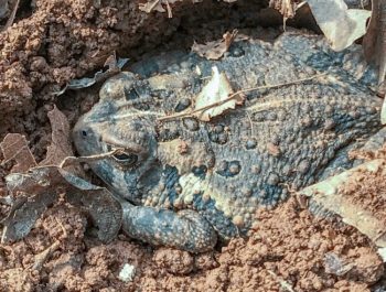 Large Toad