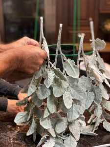 adding leaves to tomato cage