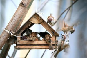 birds flying into birds house hanging from tree