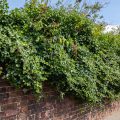 overgrown bushes on brick wall