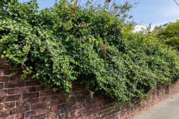 overgrown bushes on brick wall