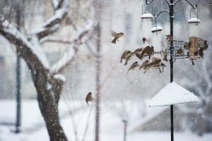 birds flying and snow eating from bird feeder