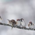 five birds sitting on a tree branch