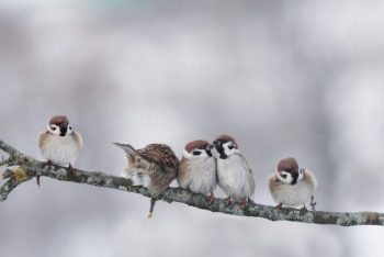 five birds sitting on a tree branch