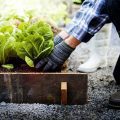 person kneeling and planting vegetables in raised garden bed
