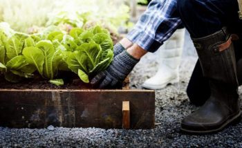 person kneeling and planting vegetables in raised garden bed