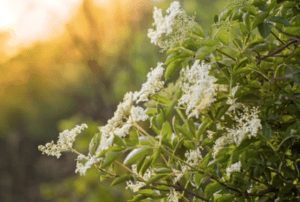 white flowered bush with green leafs