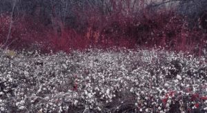 red and white plants and trees