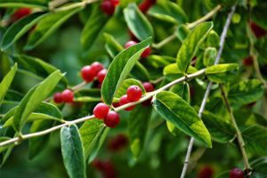 red berries and green leafs