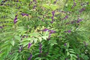 purple flower fern