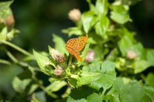 orange butterfly on green plant