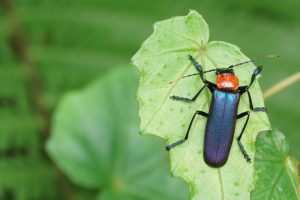 blue and orange beatle on green leaf